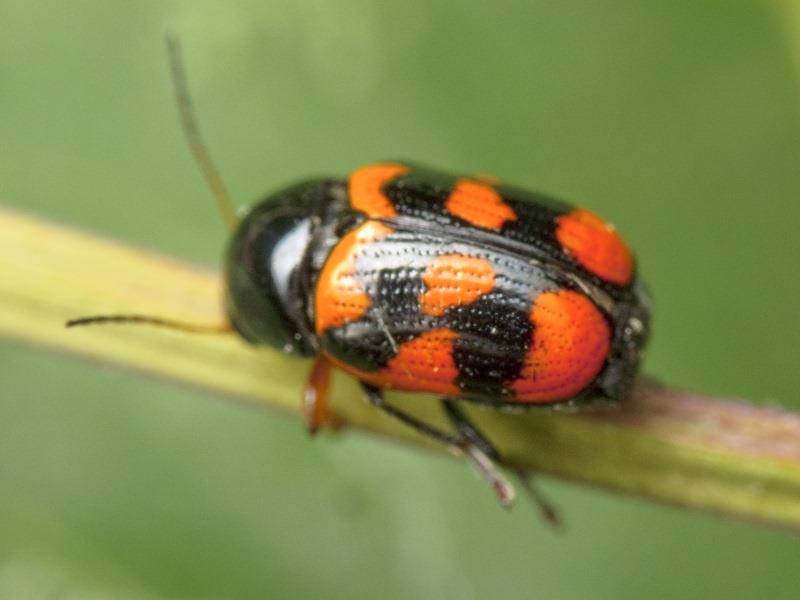 Cryptocephalus (Cryptocephalus) octacosmus Bedel, 1891